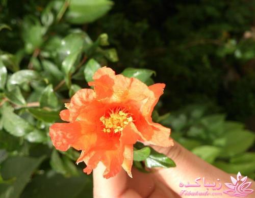 .:آلبوم عکسهای خودگرفته ما:.